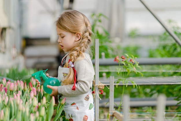 Little girl sprinkles water tulips in a greenhouse in spring.