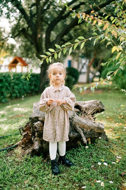 Little girl stands near a large stump in a garden with blooming daisies