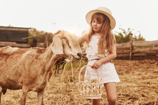 Little girl in white clothes is on the farm at summertime outdoors with goats