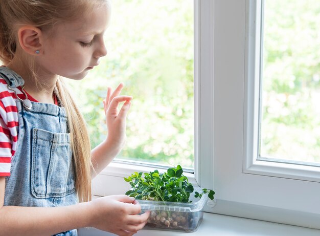 A little girl at the window watches how microgreen peas grow