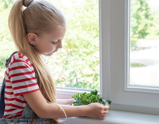 A little girl at the window watches how microgreen peas grow