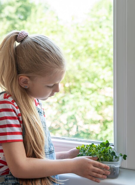 A little girl at the window watches how microgreen peas grow