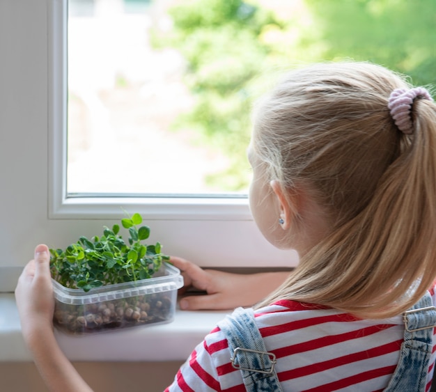 A little girl at the window watches how microgreen peas grow