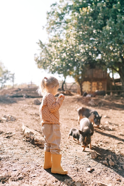 Little girl with an apple in her hand stands near fluffy small pigs grazing in the park