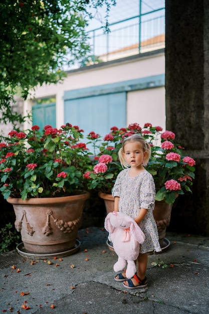 Little girl with a toy rabbit in her hands stands near pink hydrangeas in clay pots in the courtyard