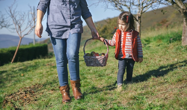 Little girl and woman carrying a wicker basket with fresh organic apples. Healthy food and harvest time concept.