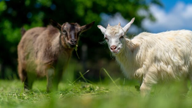 Little goats grazing in green meadow Animals eating green grass outdoors