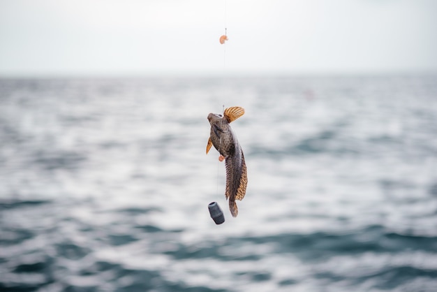 Little goby fish caught on a hook in the sea fish catching with hook