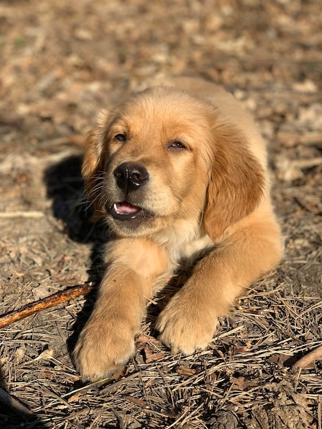 little golden retriever puppy gnaws a stick lying in the sun in the forest Ginger dog eating a stick