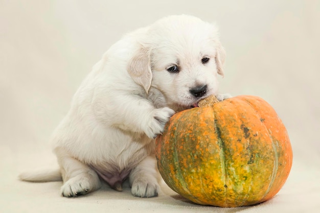 Little Golden Retriever puppy playing with an pumpkin