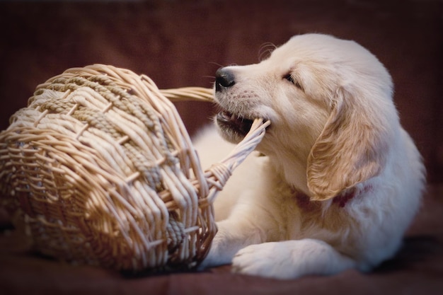 Little Golden Retriever puppy plays with a basket