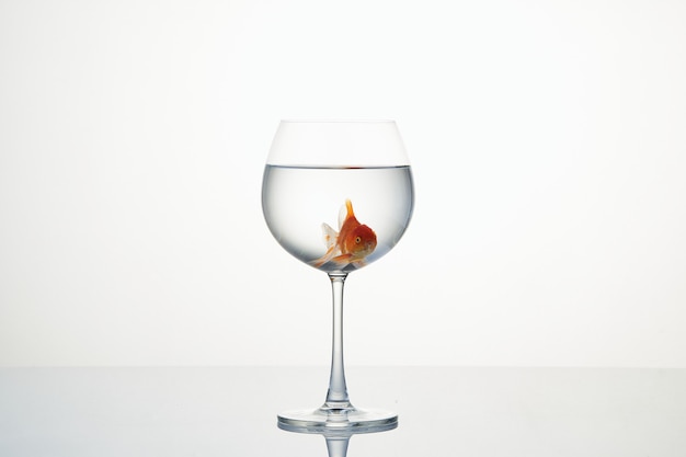 Little goldfish moving in wineglass of water