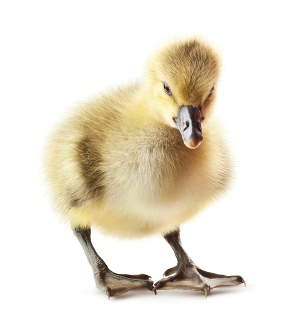 Little gosling isolated on white background