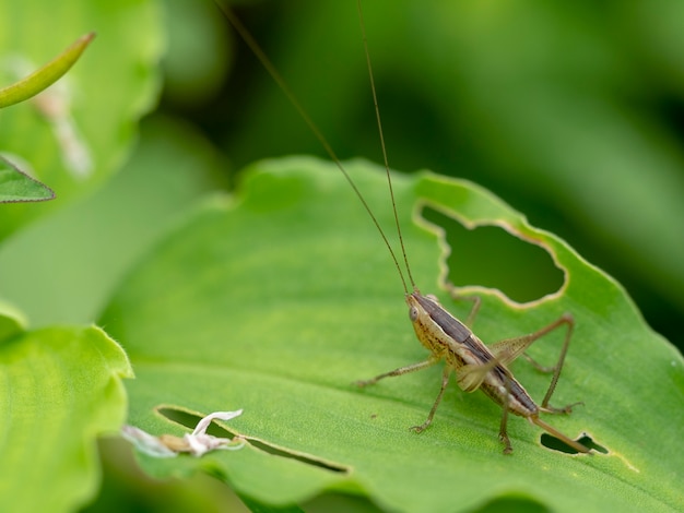 Little grasshopper on green leaves