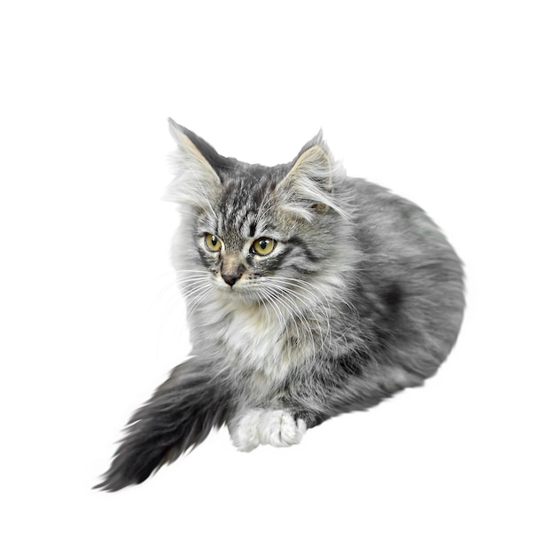 Little gray fluffy kitten isolated on white background Clipart Design element