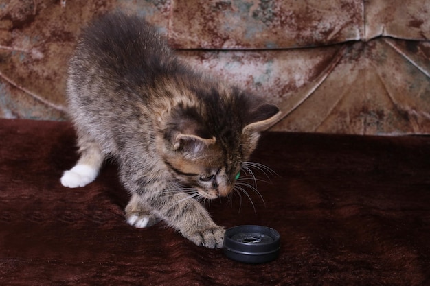 Little gray kitten playing with a toy