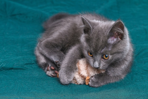 Little gray kitten plays with toy mouse cat toys