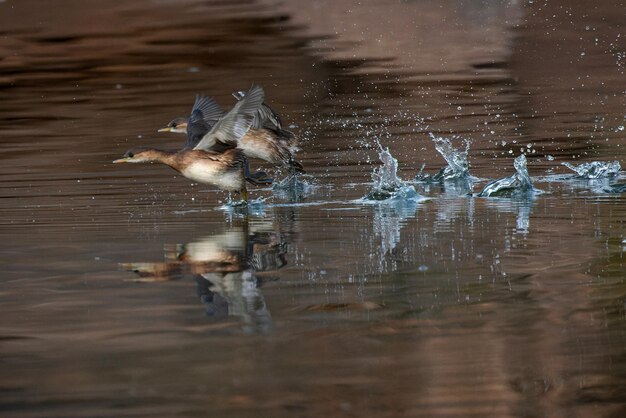 Little grebe (Tachybaptus ruficollis).