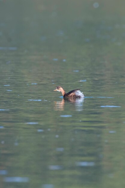 Little Grebe in Water (Tachybaptus ruficollis)  