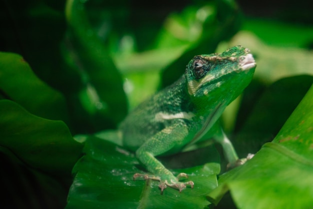 Little green chameleon on a palm leaf Green Park in the city