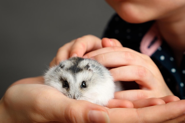 Little grey dwarf hamster on womans hands look at camera