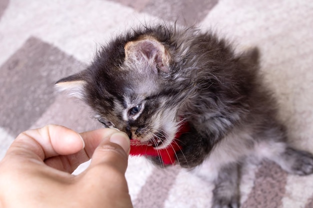 Little Grey Kitten Playing with Toy Mouse