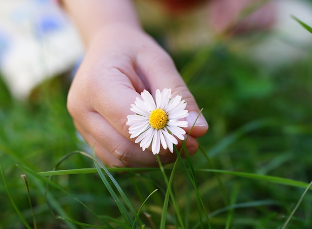 Little hand with daisy