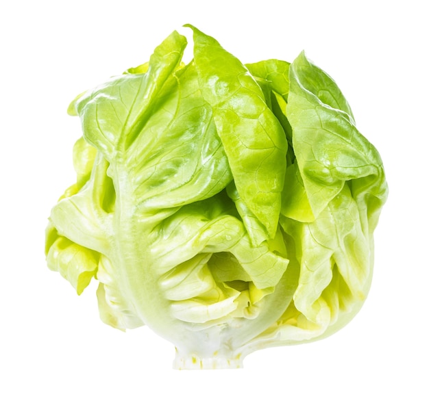 Little head of fresh boston round lettuce isolated