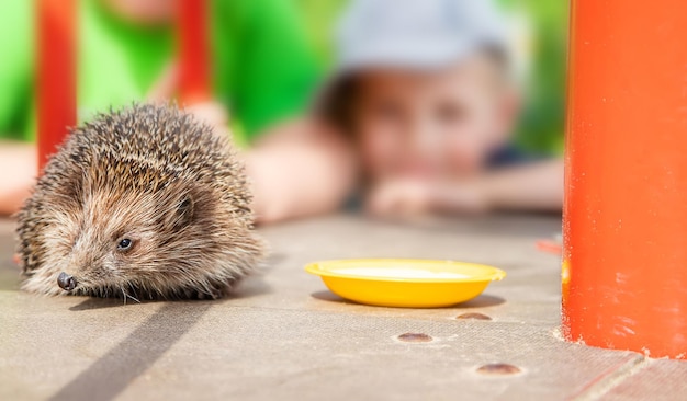 Little hedgehog in nature animals selective focus