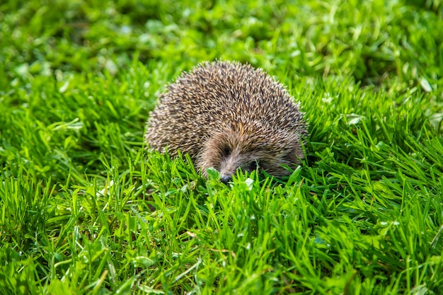 Little hedgehog in nature. animals.