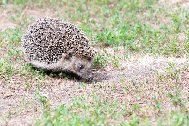 Little hedgehog walking on green grass