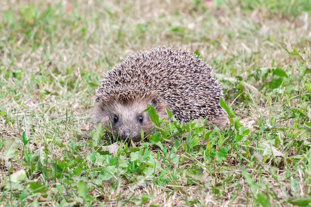 Little hedgehog walking on green grass