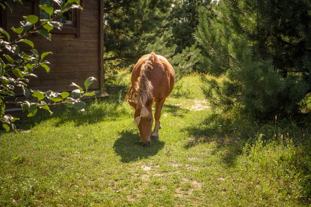 Little horse grazing near forest hut. Ginger pony nibbles fresh grass on green lawn near wooden house.