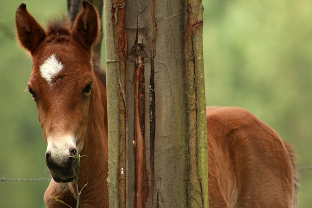 Little horse