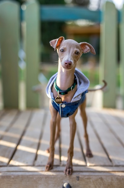 Little italian greyhound in the field. Fun with costumes