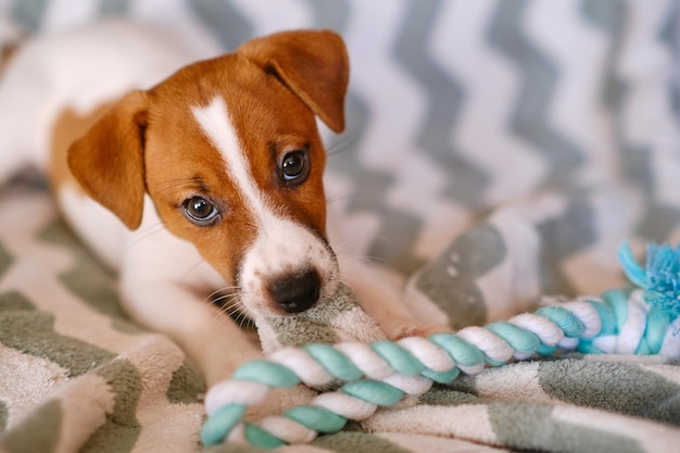 Little Jack Russell Terrier puppy playing with toy