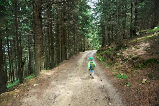 Little kid boy walking alone in the fir forest. Back view