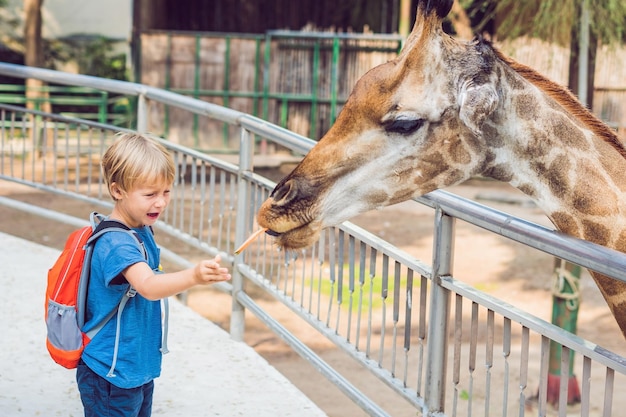 Little kid boy watching and feeding giraffe in zoo. Happy kid having fun with animals safari park on warm summer day