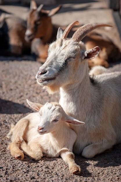 Little kid with goat mom lie resting on sunny ground. The coat is white. In the background are blurry brown goats. Vertical.