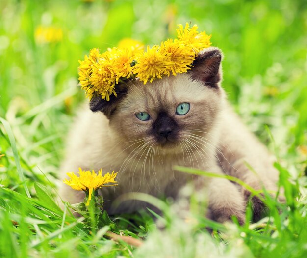 Little kitten enjoing summer in the dandelion lawn