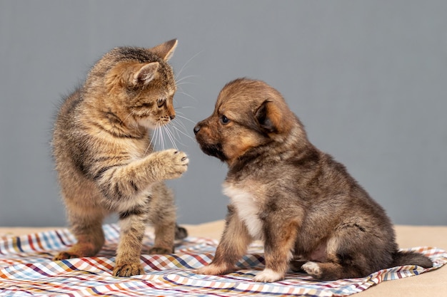 Little kitten and little puppy together The kitten beats the puppys paw