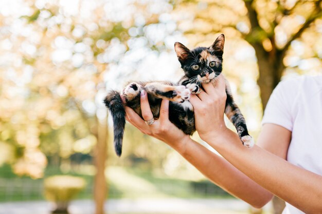 Little kitten  outdoor portrait.