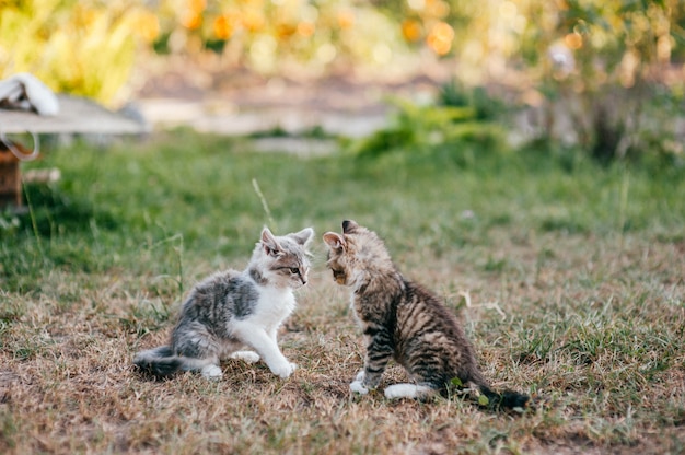 Little kitten playing outdoor in countryside on grass in summer. Furry domestic animals outdoor.