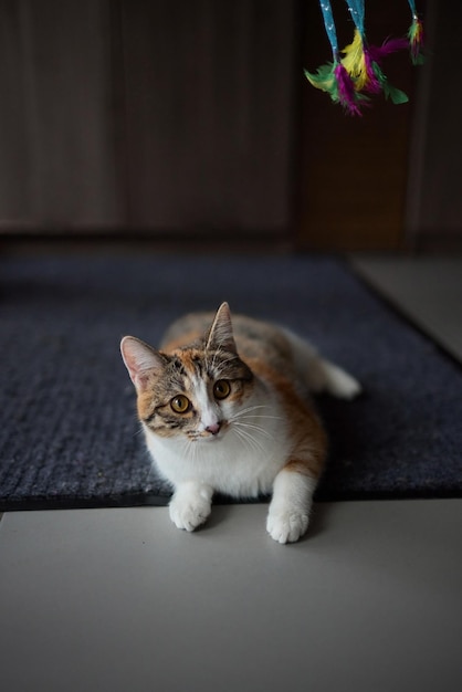 Little kitten playing with a toy on a rope