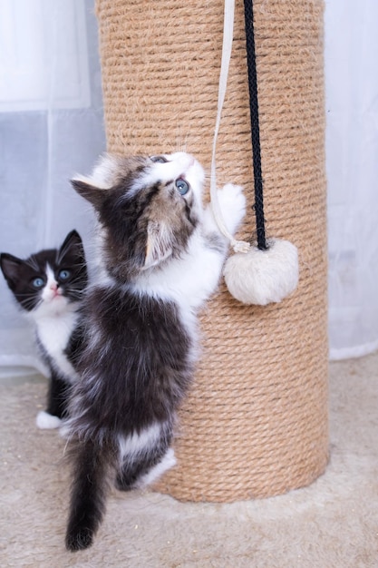 A little kitten plays with a scratching post