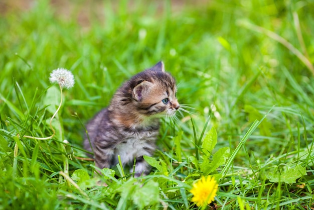 Little kitten sitting in green grass