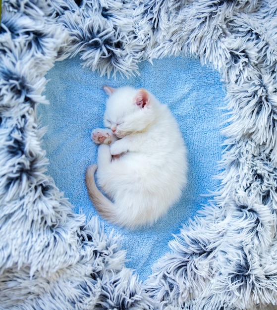 Little kitten sleeping in newborn pose on a blanket in the shape of a heart