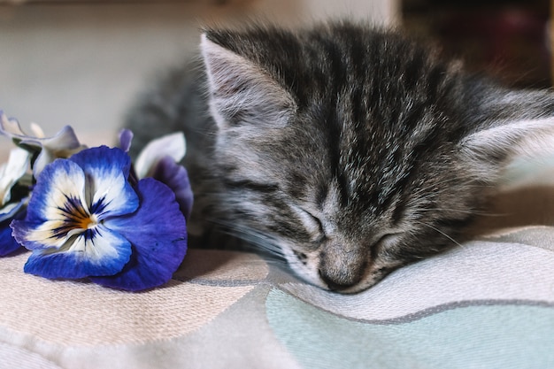 Little kitten sleeps near blue flowers.