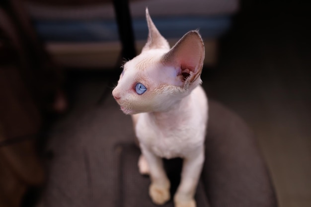 Little kitten turned his head to the side and looks with big blue eyes