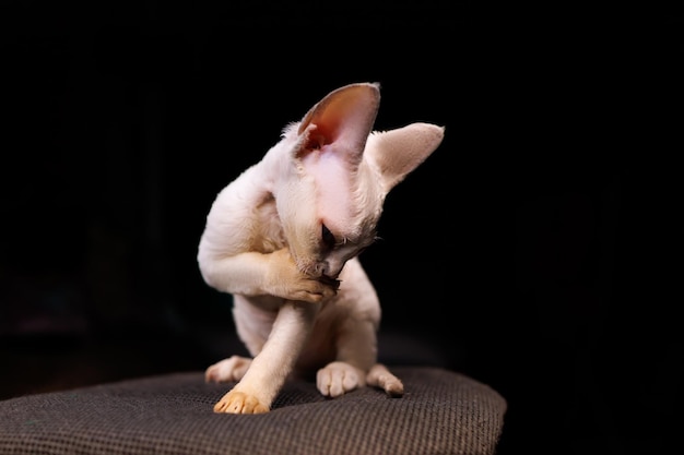 Little kitten washes on a black background